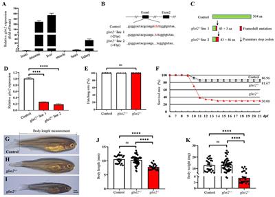 Attenuated glucose uptake promotes catabolic metabolism through activated AMPK signaling and impaired insulin signaling in zebrafish